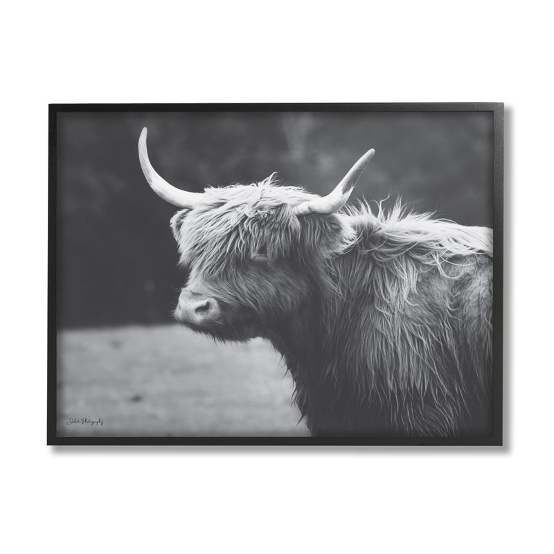 Bouvier de campagne Highland, animal de ferme - photographie, H 11 po x l 14 po x P 1,5 po, Giclée encadrée noir minuit