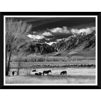 " Wild Horses " by Soicher Marin Archives