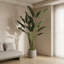 Bird of Paradise in Fiberstone Planter