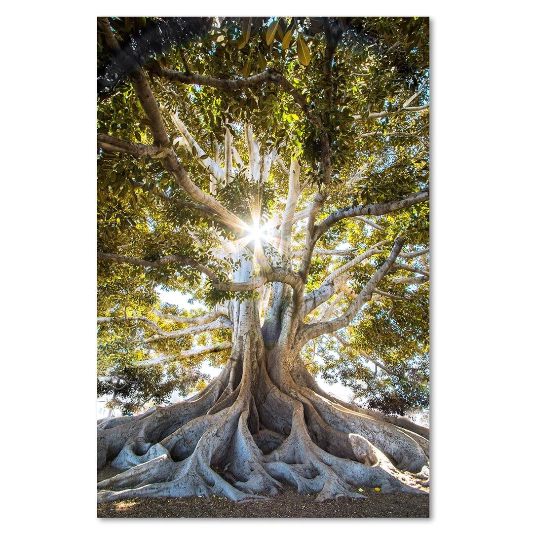 Leinwandbild Großer exotischer Baum