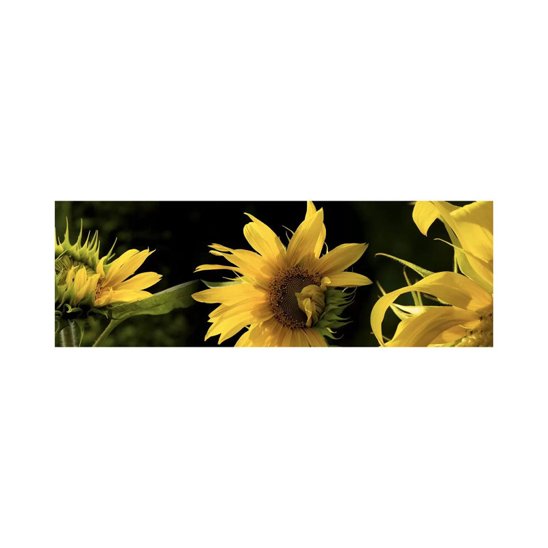 Sunflowers - Wrapped Canvas Panoramic Print, 121.92 cm H x 40.64 cm W x 3.175 cm D