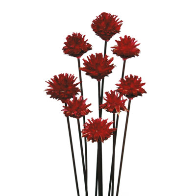 Vickerman 20" Red Plumosum Head attached to a Brown Stem, 9 stems, Dried