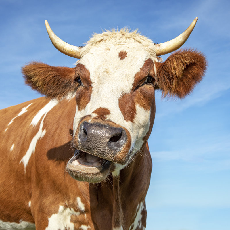 Fynny Cow - Wrapped Canvas Print, 61cm H x 91cm W x 3.8cm D