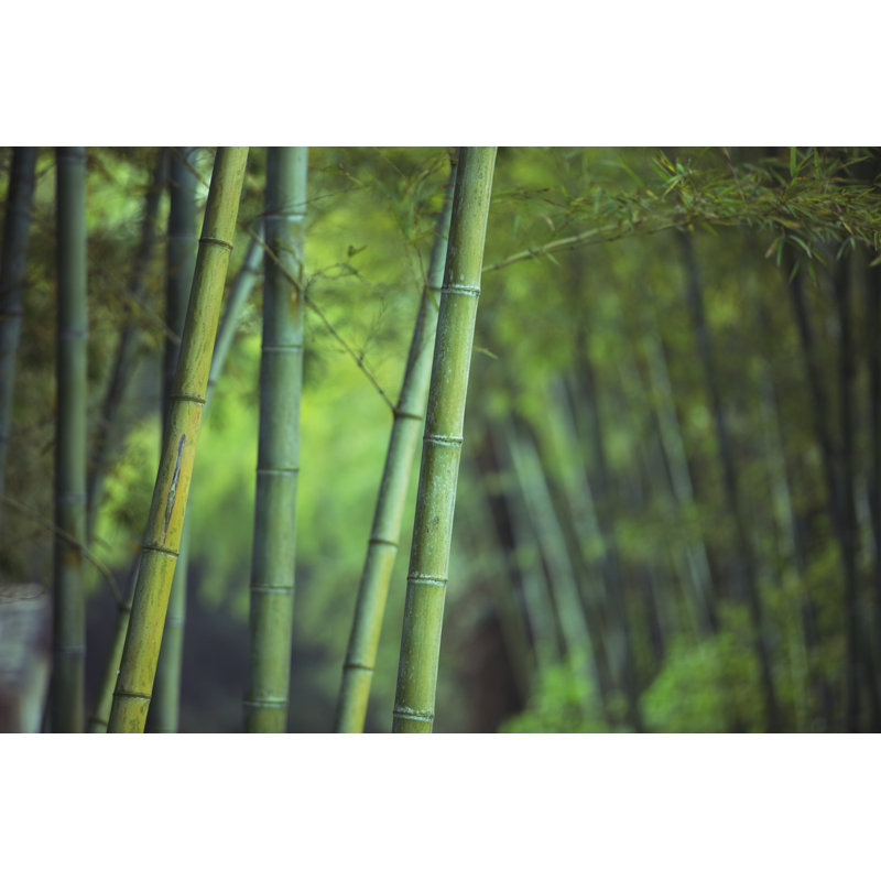 Asian Bamboo Forest by Chinaface - Wrapped Canvas Print, 81cm H x 122cm W x 3.8cm D
