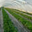 Pro Landscape Fabric Weed Barrier