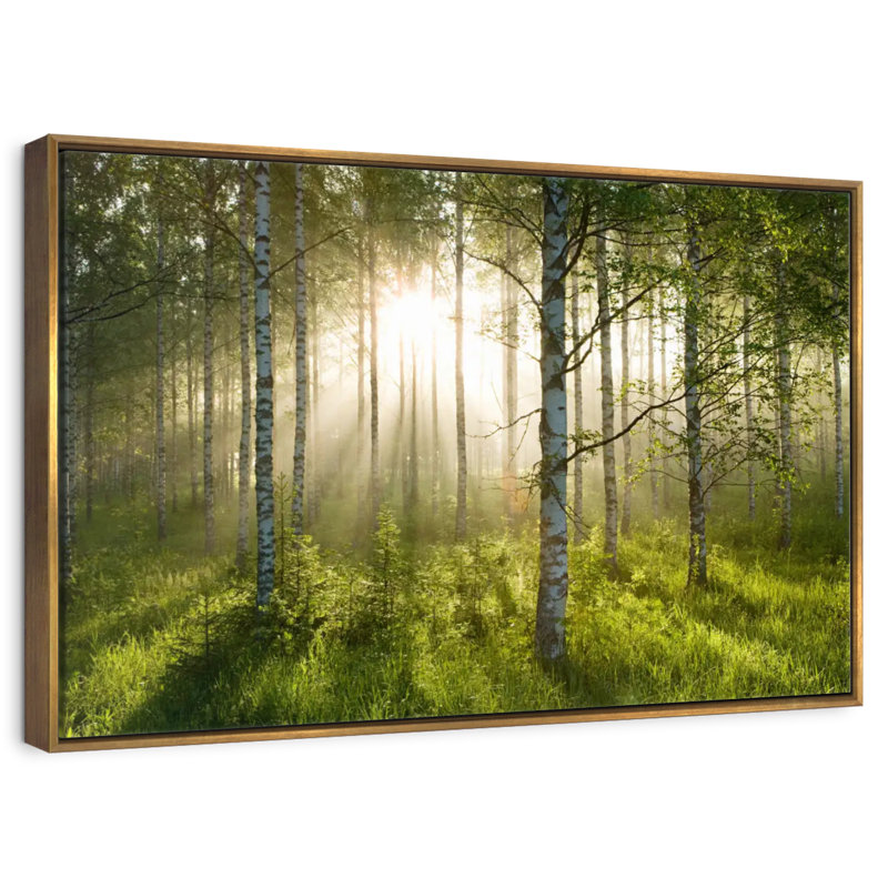 Birch Forest Sunlight, Cadre flottant doré, 43 po x 29 po