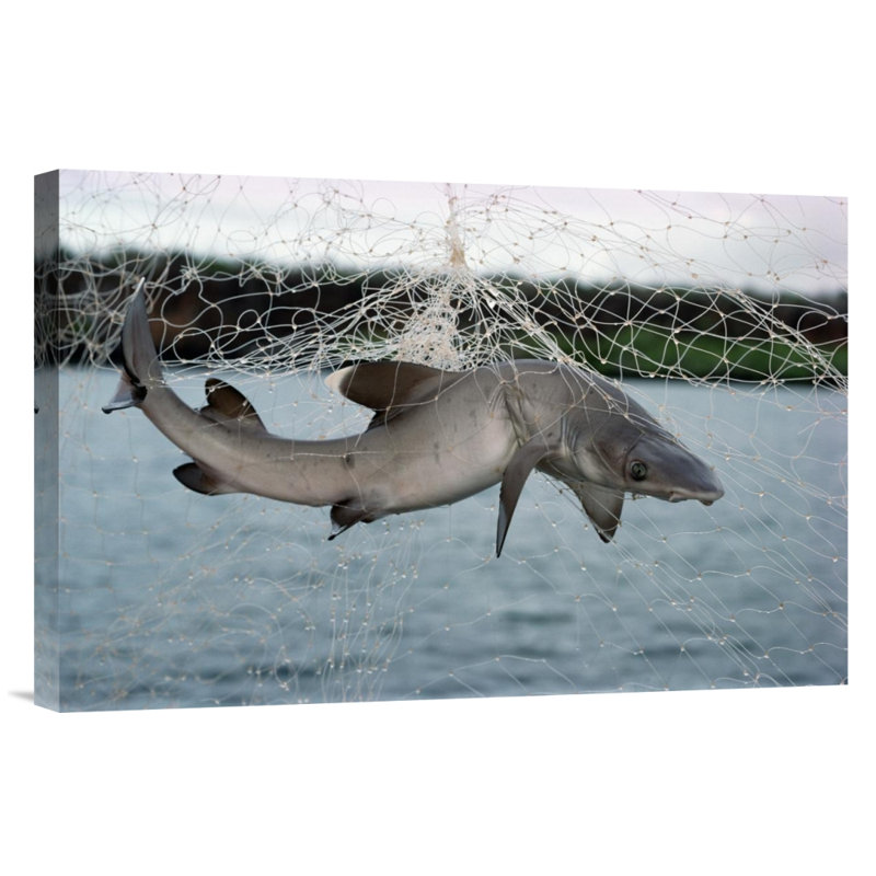 " Illegal Gillnet Fishing ", 16" H x 24" W, Black Framed