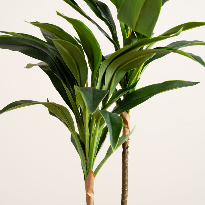 60cm Faux Real Touch Dracaena Tree