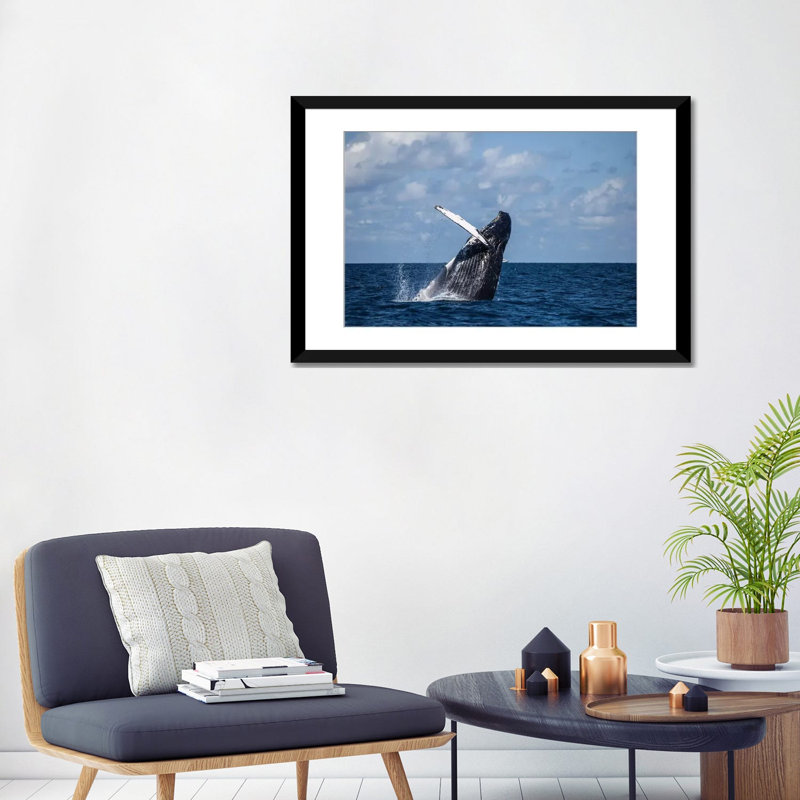 " A Large Humpback Whale Breaches Out Of The Atlantic Ocean " by Ethan Daniels, Black Framed Fine Art Paper, White