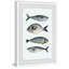 Quatre poissons ii-impression d’art graphique encadrées sur papier-30011179