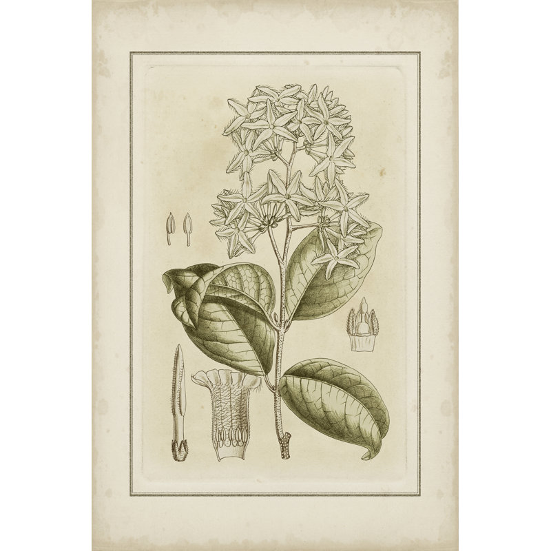 Small Tinted Botanical III by Curtis - Wrapped Canvas Print, 46cm H x 30cm W x 3.8cm D