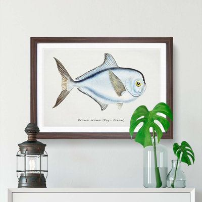 Illustration of a Rays Bream Fish by F.E. Clarke - Picture Frame Graphic Art Print