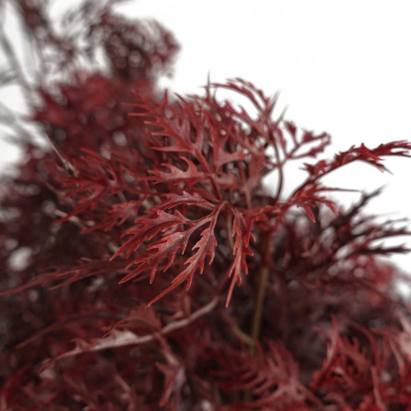 120cm Aralia Plant