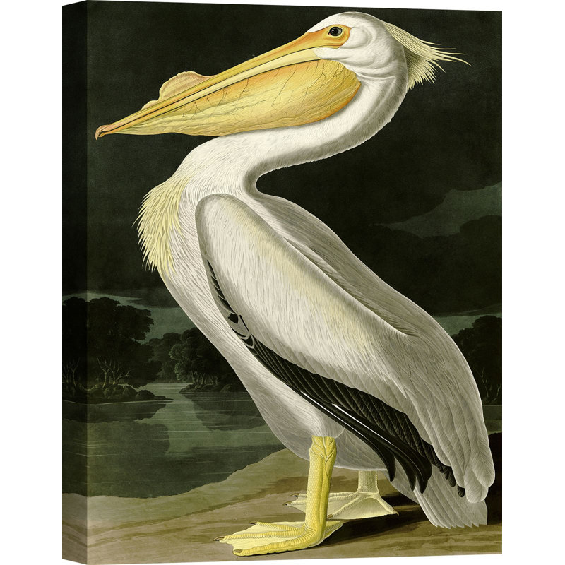 American White Pelican by John Audubon - Wrapped Canvas Painting, 100cm H x 70cm W x 4cm D