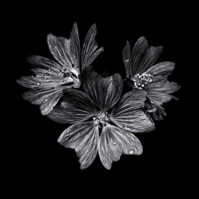 Black And White Flower Trio by Brian Carson - Wrapped Canvas Art Prints