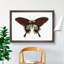 Black Butterfly by George Shaw - Framed Print-55512624-55512629