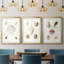 Pastel Knorr Shells IV - impression encadrée sur mesure de qualité supérieure - 3 pièces-51232298-51232299