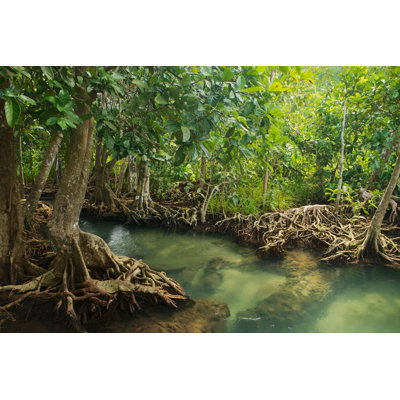 Aniysa " Mangrove Forest "