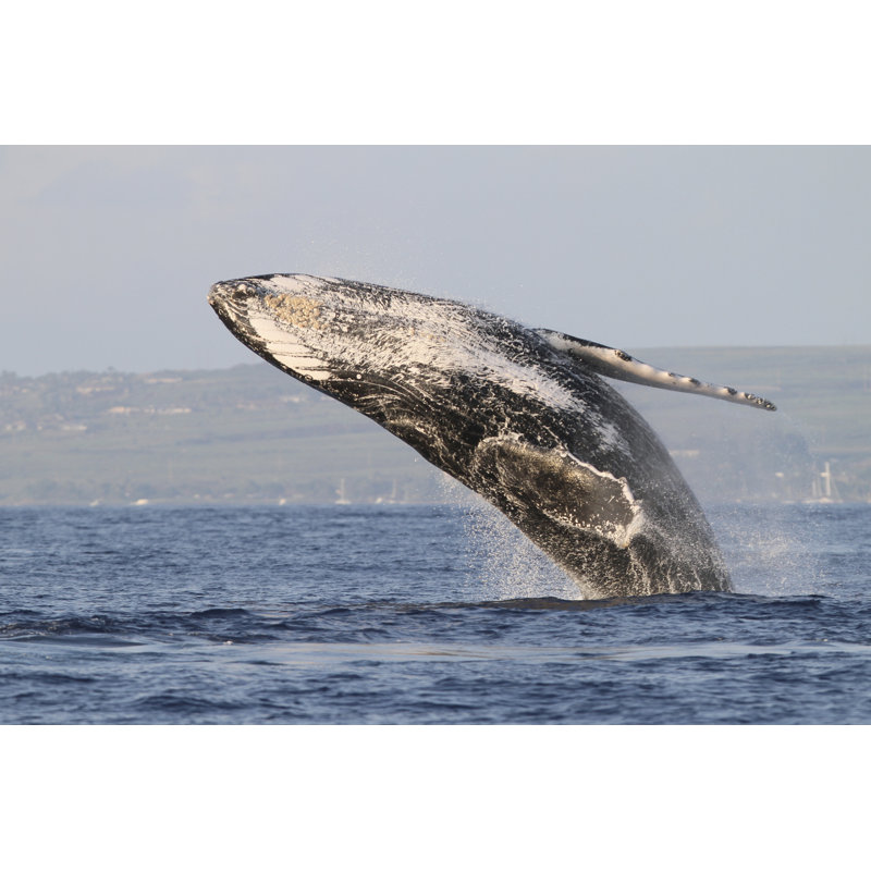 Humpback Whale Breach by Adwalsh - Wrapped Canvas Print, 61cm H x 91cm W