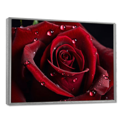 Red Rose with Raindrops III - Floral Wall Art