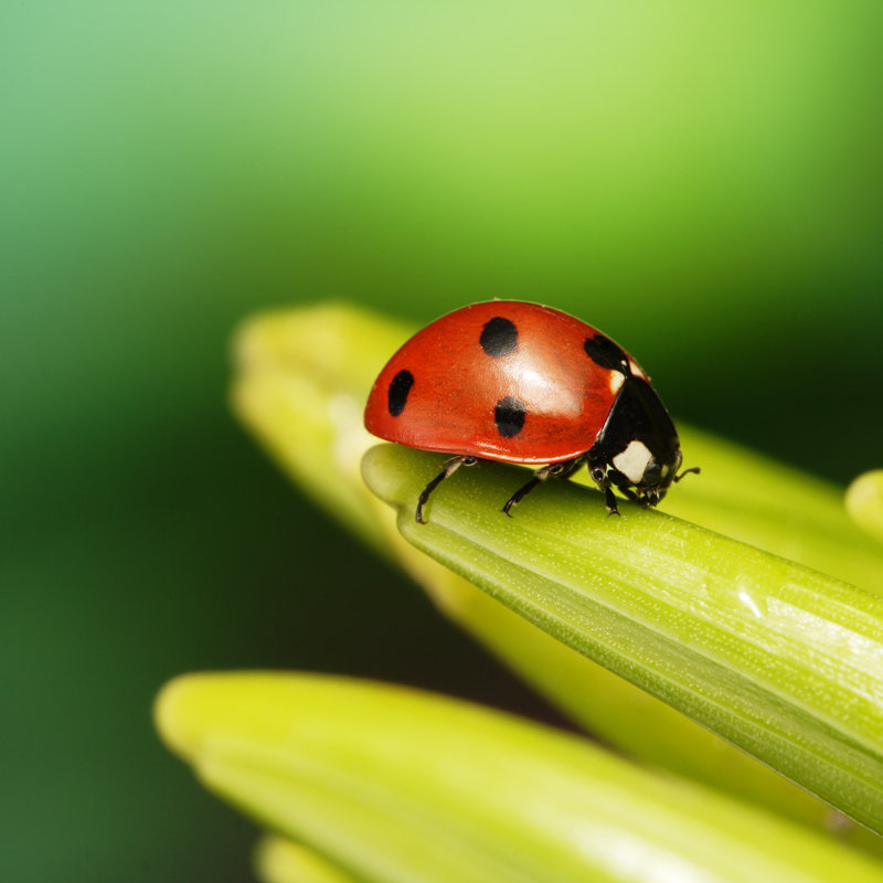 Slezak Ladybug - Wrapped Canvas Print, 30cm H x 30cm W x 3.8cm D