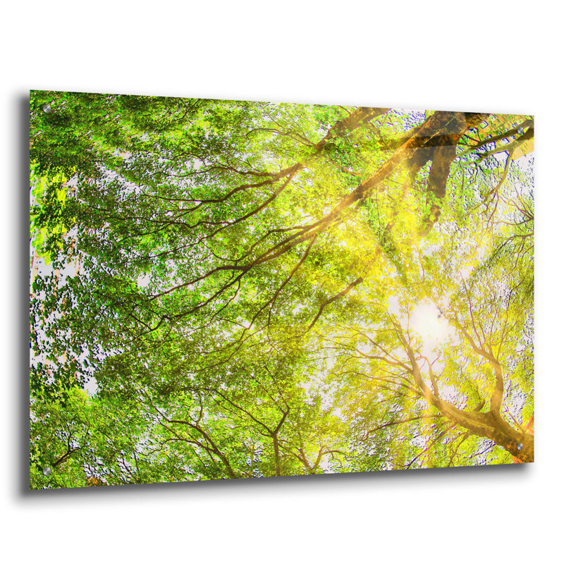 «Sunrays Through The Treetops» par Mark A Paulda, art mural en verre acrylique, 36 po x 24 po, 36 po x 24 po