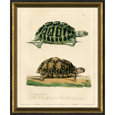 Turtle I Print