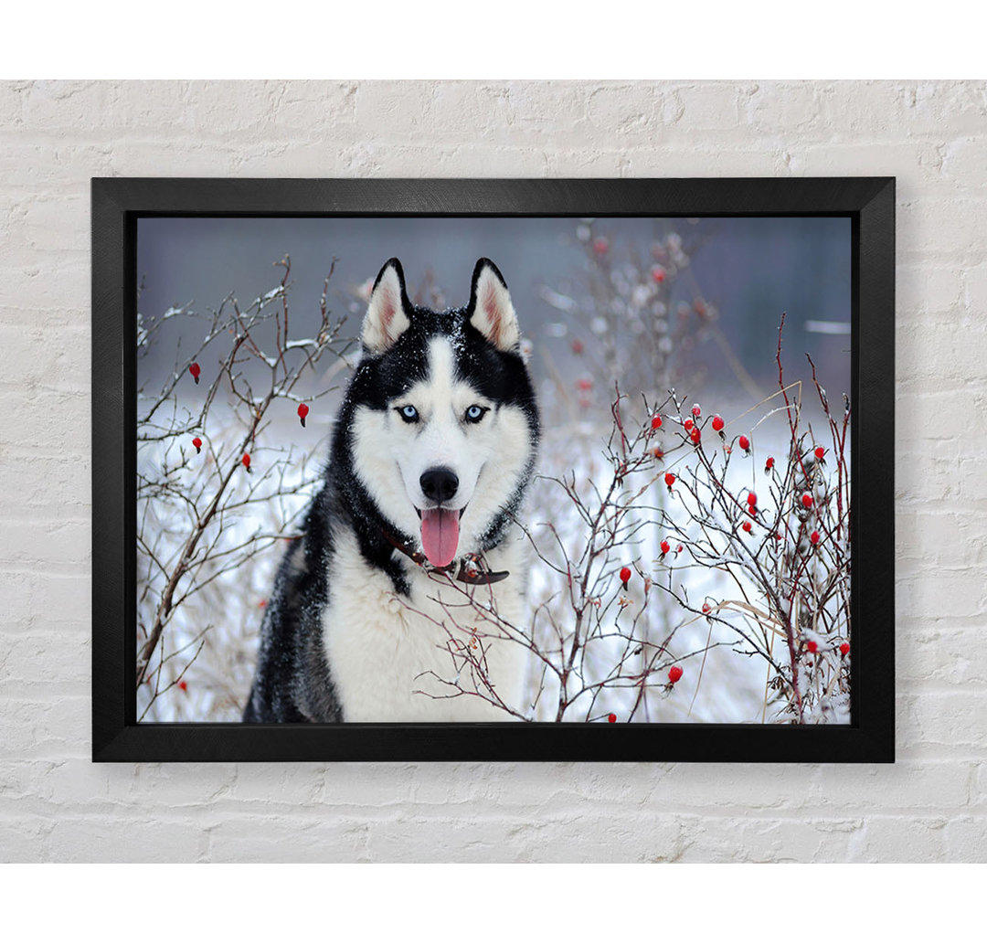 Husky Hund im Winter - Druck