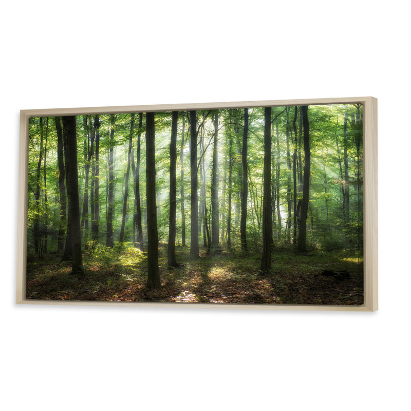 «Sunny Morning Magic Forest IV» - photographie sur toile, Cadre brun, H 12 po x l 20 po x P 1 po