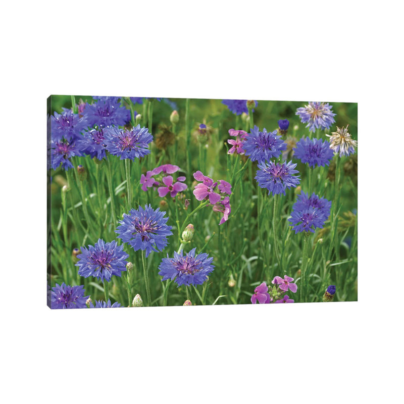 Cornflower And Pointed Phlox Blooming In Grassy Field, North America by Tim Fitzharris - Wrapped Canvas Print