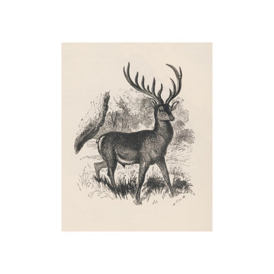 Antique Antler I - impression sur toile tendue