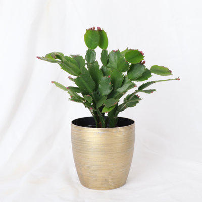 Live Holiday Cactus Plant in Gold Pot