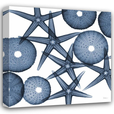 Beachcrest Home™ Koetsier, Albert Gallery Wrapped Canvas Art Titled: Collage of Starfish and Sea Urchins