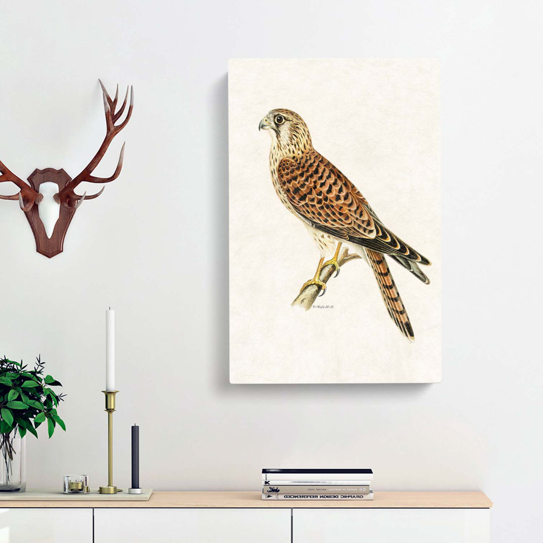 A Common Kestrel by Von Wright - Wrapped Canvas