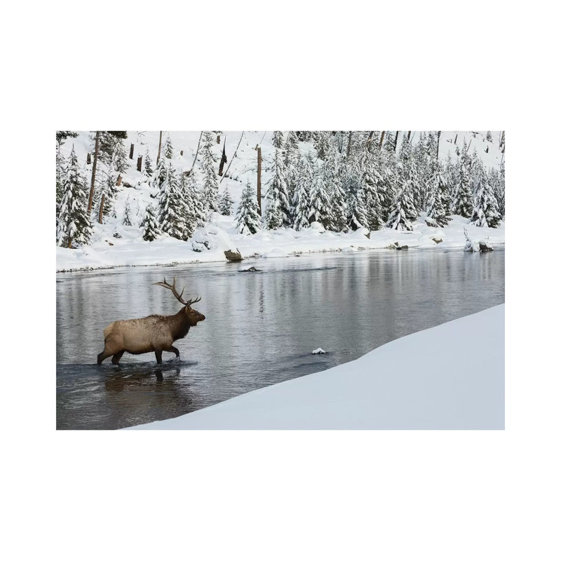 Bull Elk Crossing River by Ken Archer - Wrapped Canvas Print, 20.32 cm H x 30.48 cm W