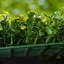Artificial Plant 