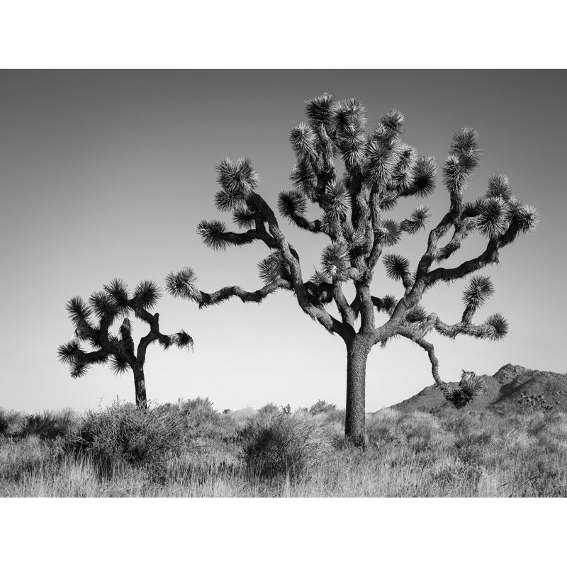 «Joshua Landscape» par Christopher Kennedy - photographie sans cadre