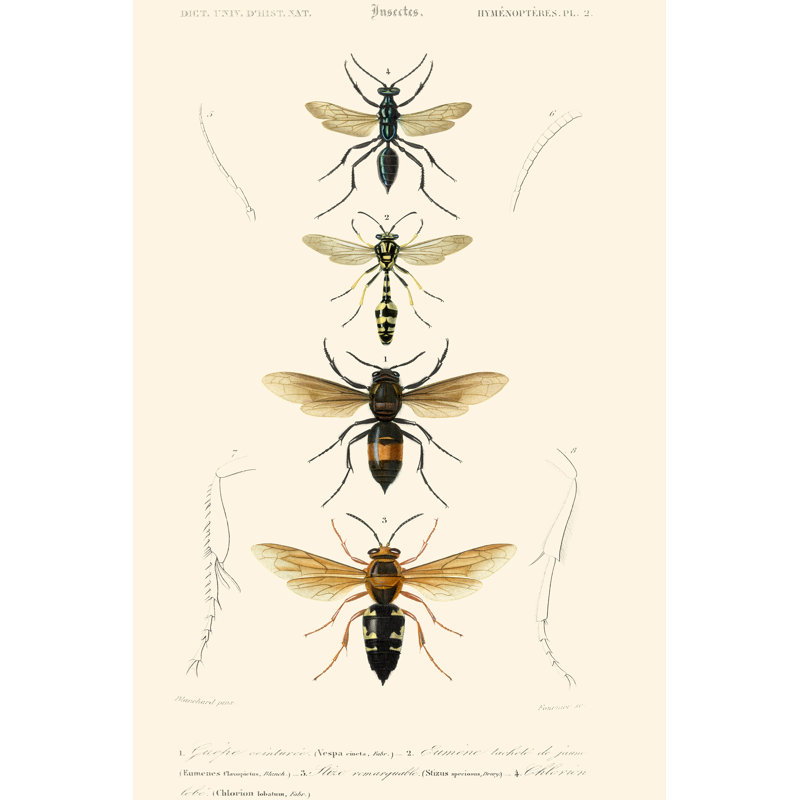 'Antique Bees II' by Blanchard - Painting Print, 122cm H x 81cm W, Black Floater Framed