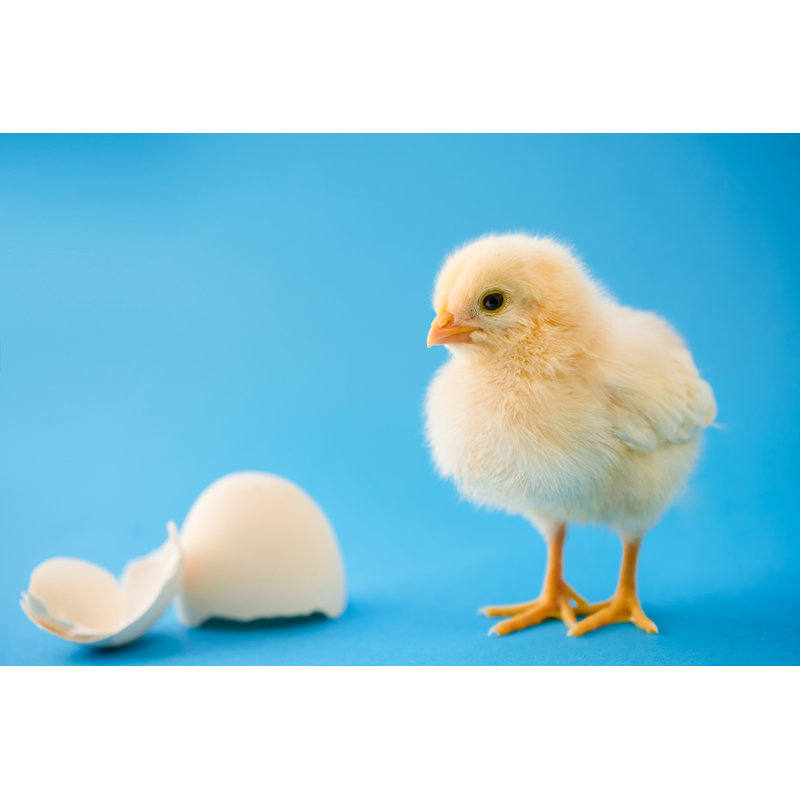 Nouveau-né poulet jaune - photographie sur toile tendue, L 12 po x H 8 po