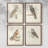 Barn Owl Framed Print - Set of 4-650862321-650862326