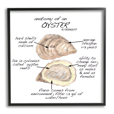 Oyster Marine Life Anatomy Facts