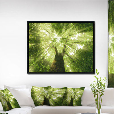 Sunlight Peeking Through Green Tree - impression d'art graphique