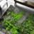 Indoor Rug-1426545764
