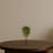 Ficus Silk Tree