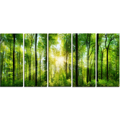 " Forest With Rays Of Sun Panorama " 5 - Pieces