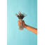 S'well Stainless, One Size Food and Drinks Cold and Hot-with No Condensation-BPA Free Water Bottle