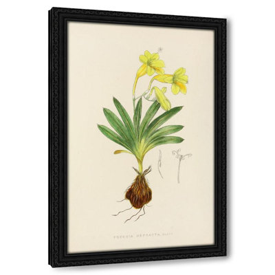 Freesia Refracta (1921)