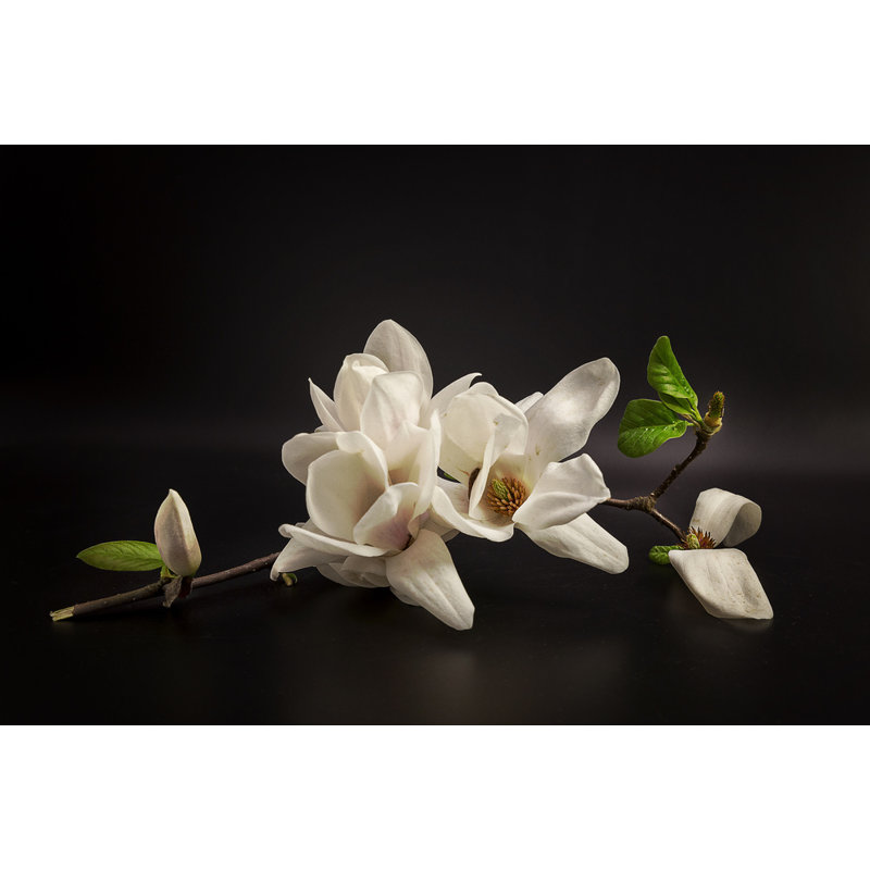 Wrapped Canvas Print, 50.8 cm H x 76.2 cm W