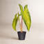 Alocasia Frydek plante artificielle en pot 17 po x 12 po Primrue