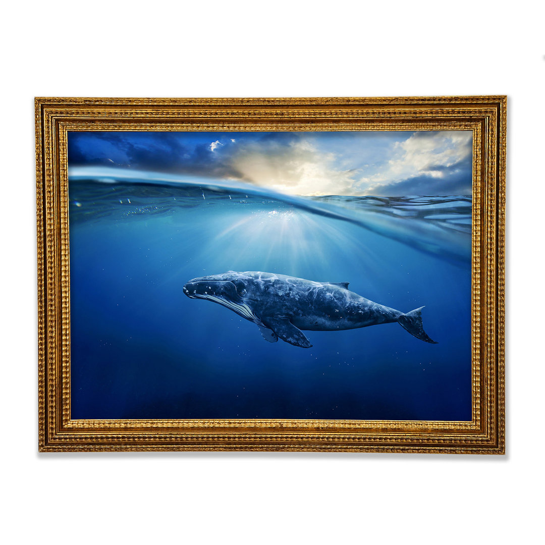 Gerahmtes Poster Ocean Whale